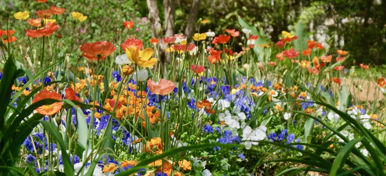 Image "Spring Flowers" by Jerrod Bearden