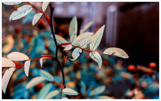 Image "End of Autumn" by Tuhin Mohammad