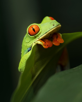 Image "I´m a good boy" by Aritz Atela