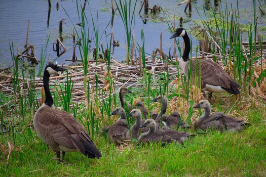 Image "young family starting " by thomas stoner