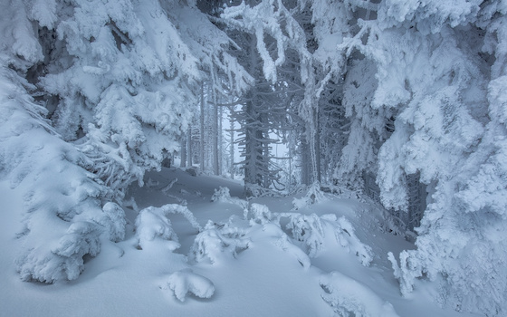 View Winters Heart by Michael Breitung