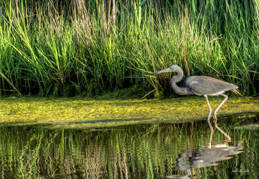 Image "Shopping for dinner" by Larry Hall