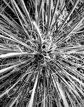 Image "Desert Plant" by Mugshot Studios