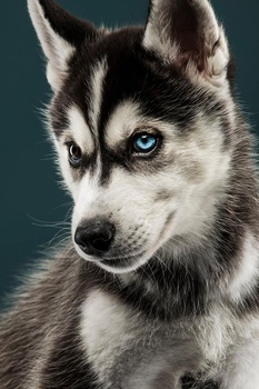 Image "Finnigan" by Josh Rottman