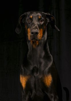Image "Doberman" by Petteri .