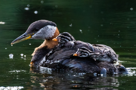 Image "Red necked grebe with young" by Andrew Lambert
