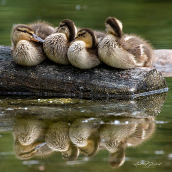 Image "Ducklings on a log" by Andrew Lambert