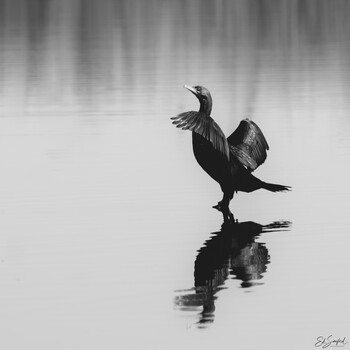 Image "Strutting Comerant" by Ed Sanford
