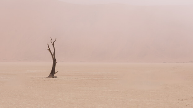 Image "A camel thorn" by Ed Sanford