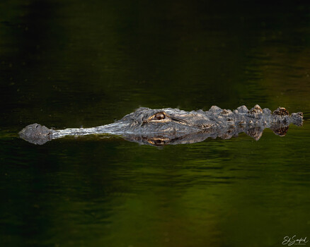Image "Gator out of Nowhere " by Ed Sanford