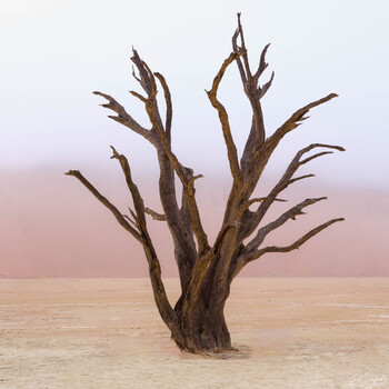 Image "Camel Thorn in the fog" by Ed Sanford