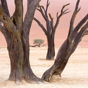 Image "Between the Trees, Deadvlei Namibia" by Ed Sanford