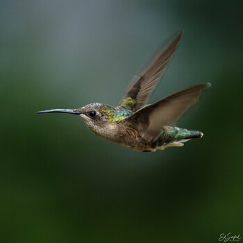Image "“Summer Hummer”" by Ed Sanford