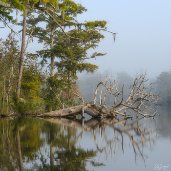 Image "After the Fog" by Ed Sanford