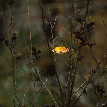 Image "Caught on the fall." by Ed Sanford