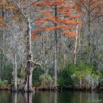 Image ""...Last of Fall Colors" by Ed Sanford