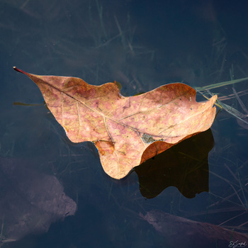 Image "A Leaf" by Ed Sanford
