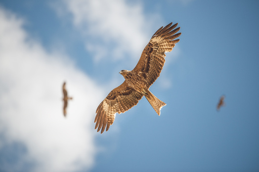 Image "Osprey" by Marek Stefech
