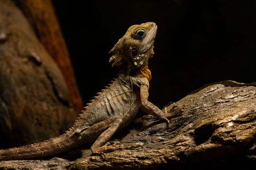 Image "Boyd's Forest Dragon" by Kevin O'Connor