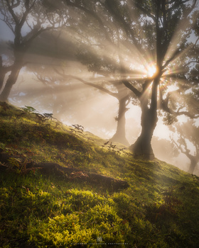 Image "magical awakening" by Alexander Lauterbach