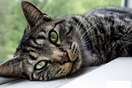 Image "Cat on sill" by ANN KIELBASA