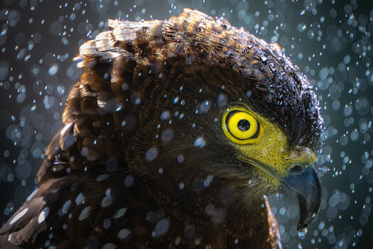 Image "Philippine Serpent Eagle" by John Kimwell Laluma