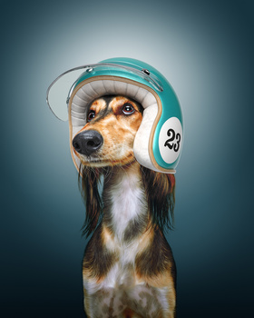 Image "Fast & Curious: Saluki" by Alexander Khokhlov