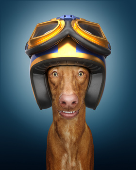 Image "Fast & Curious: Pharaoh Hound" by Alexander Khokhlov