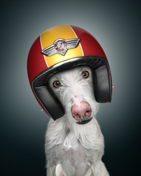 Image "Fast & Curious: Spanish Galgo" by Alexander Khokhlov