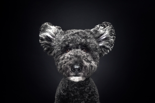 Image "Koala Dog" by Alexander Khokhlov