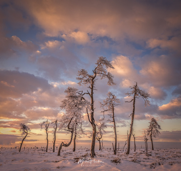 Image "The survivors" by Markus van Hauten