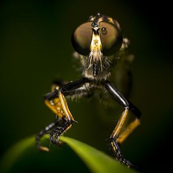 Image "Robberfly" by David Glazebrook