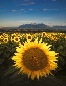 Image "Majella and sunflowers" by lorenzo emme