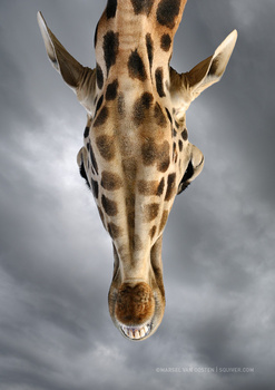 Image "Looking Up" by Marsel van Oosten