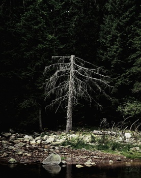 Image "Dead Tree" by Lukas Szybczynski