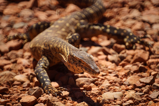 Image "Perentie lizard" by Wojciech Grencer