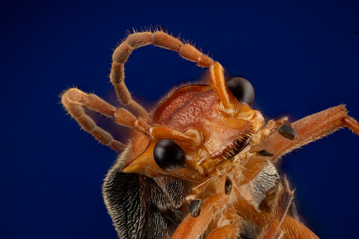 Image "Glamor Shot" by Willam Wheeler