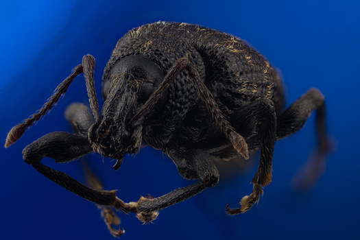 Image "Darth Weevil" by Willam Wheeler
