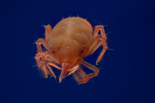 Image "Mighty Mite" by Willam Wheeler