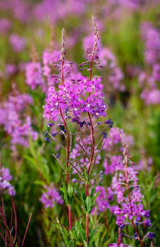 Image "Twin Fireweed" by TYLER YATES