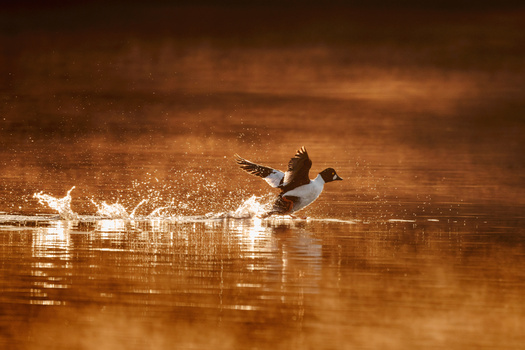 Image "Early take-off" by Denis L.