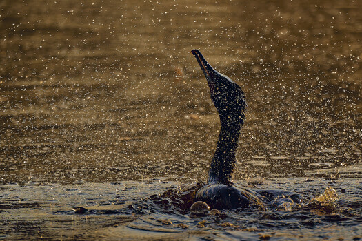 Image "Cormoran" by Denis L.