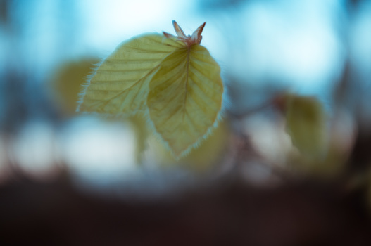 Image "buchenblätter" by René X