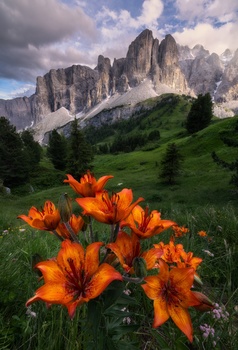 Image "Lilium bulbiferum" by Richard Beresford Harris