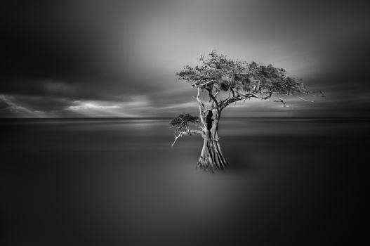 Image "Cypress" by Dennis Ramos