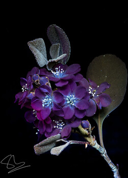 Image "Rhaphiolepis indica in UV" by sharath m