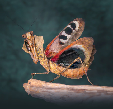 Image "A Dead Leaf Posing" by Liza Rock