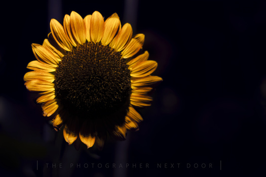 Image "Sunflower Garden" by Arindom B