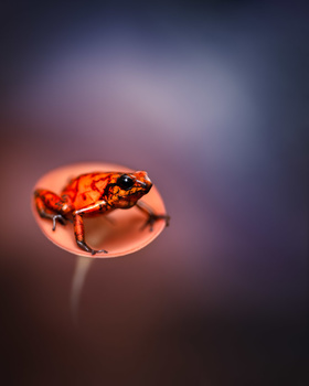 Image "Devil poison frog in its cup | Chocó rainforest, Ecuador" by Thomas Andlauer