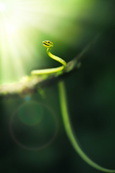 Image "Revelation | Chocó rainforest, Ecuador" by Thomas Andlauer